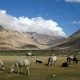 Horses grassing at pin valley
